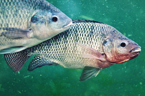 aquaponics-fish-tilapia
